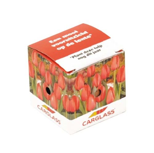 Mini Box mit Tulpenzwiebeln - Bild 2